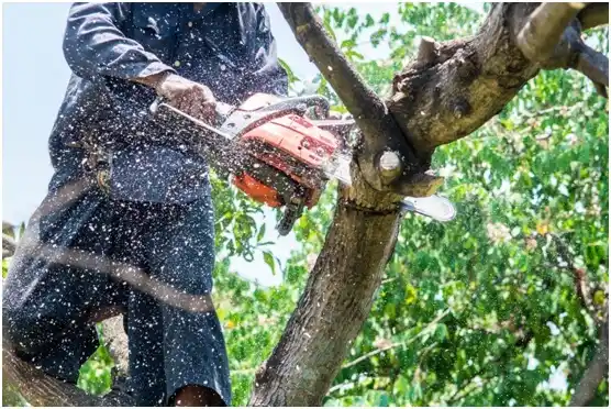 tree services Hendersonville